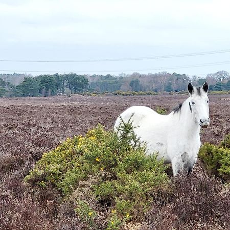 In The Heart Of The New Forest Фордінґбрідж Екстер'єр фото