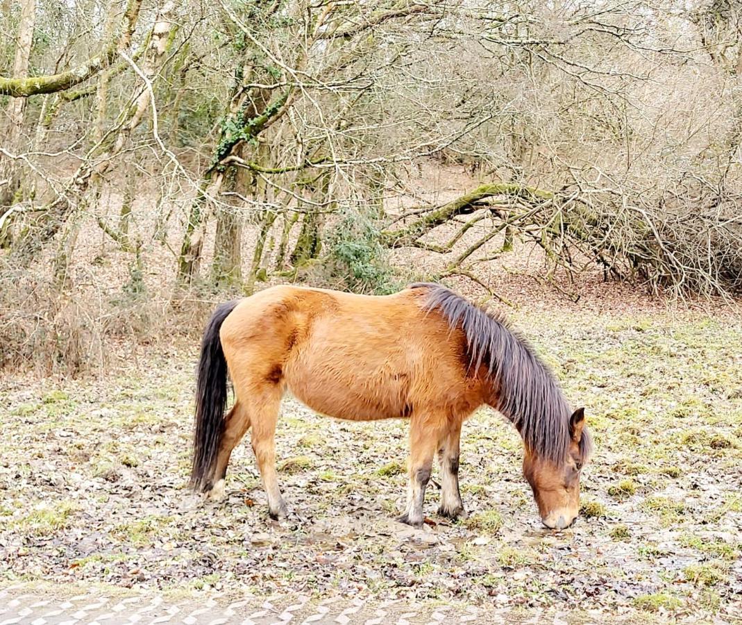 In The Heart Of The New Forest Фордінґбрідж Екстер'єр фото