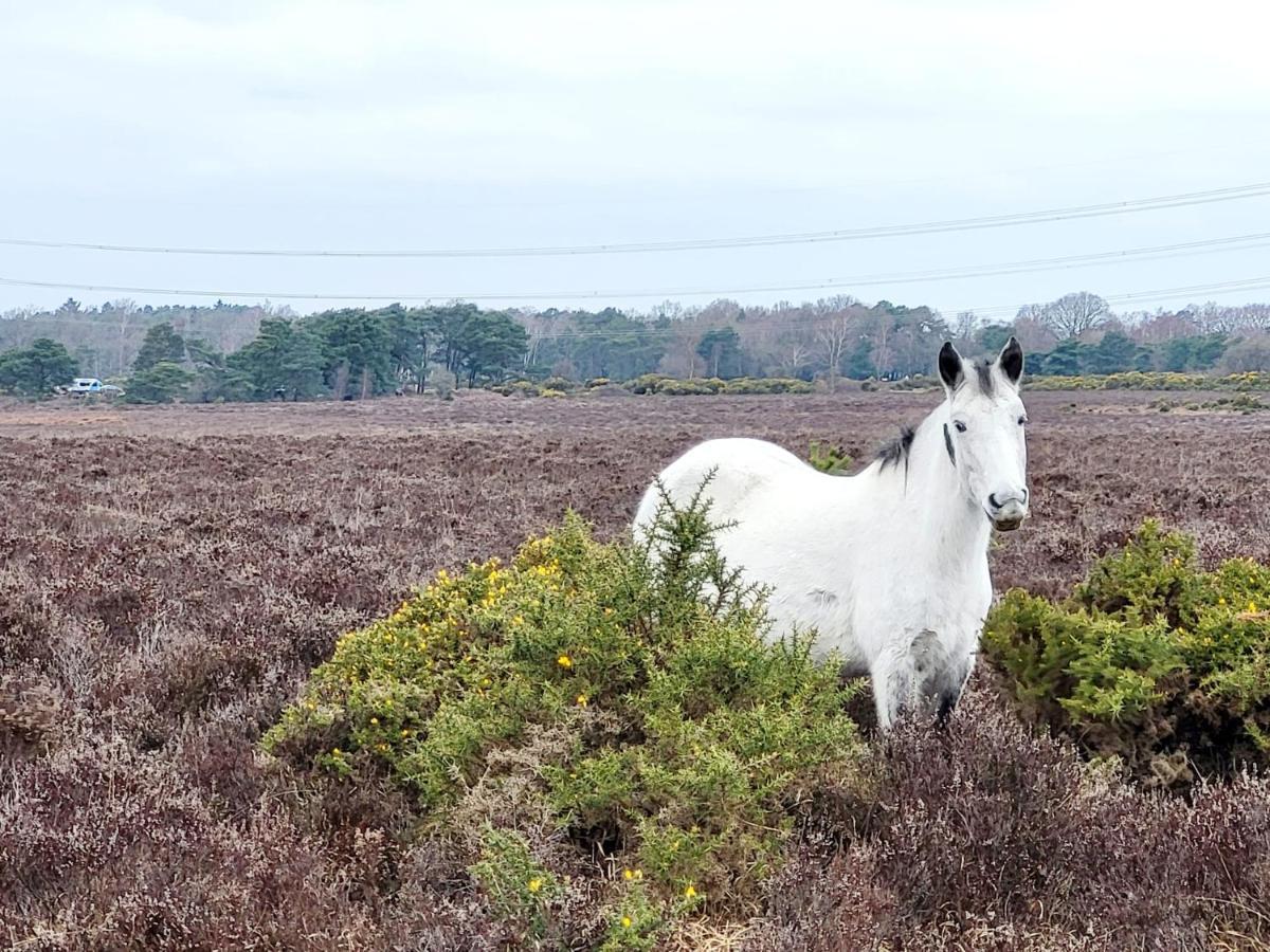In The Heart Of The New Forest Фордінґбрідж Екстер'єр фото